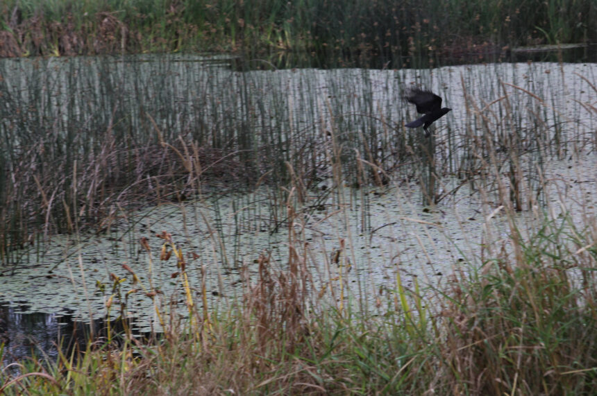 bird lying over pond