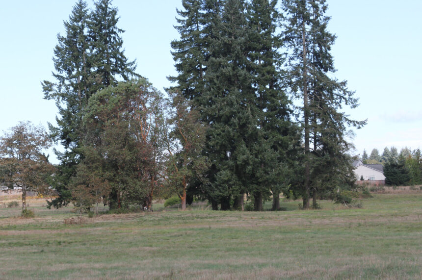 undeveloped land with trees