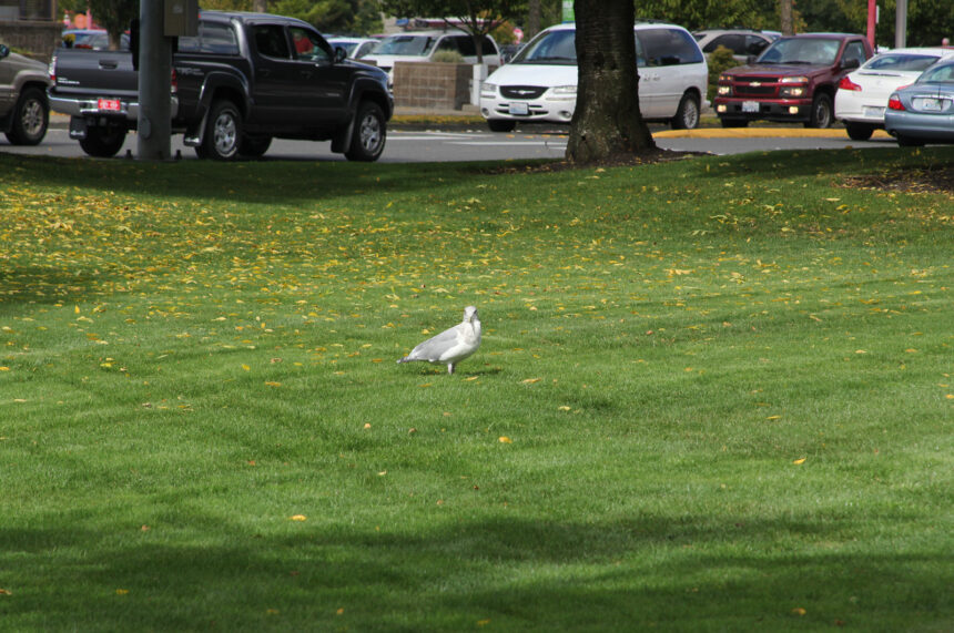 bird on the park green